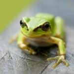 African tree toad