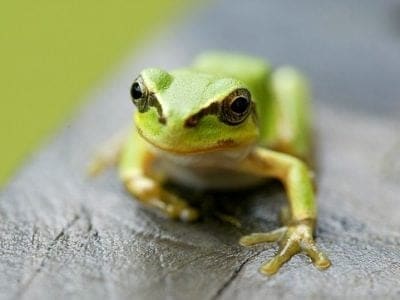 African Tree Toad on a leaf