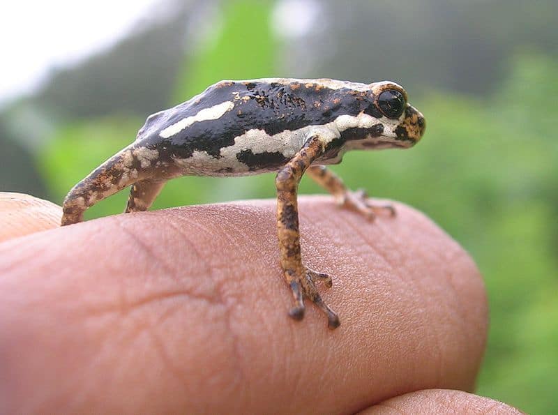 African Tree Toad on a person's hand