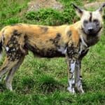 African wild dog