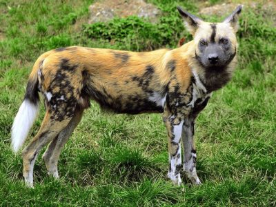 A African Wild Dog