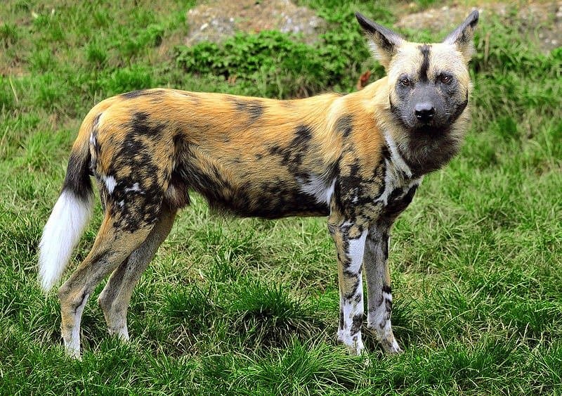 African Wild Dog Animal Facts | Lycaon Pictus - Az Animals