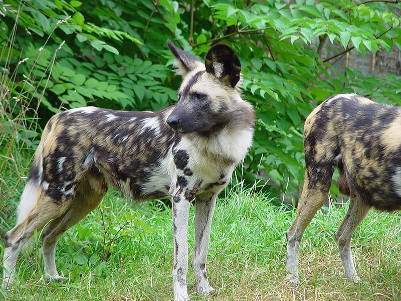 what are baby african wild dogs called