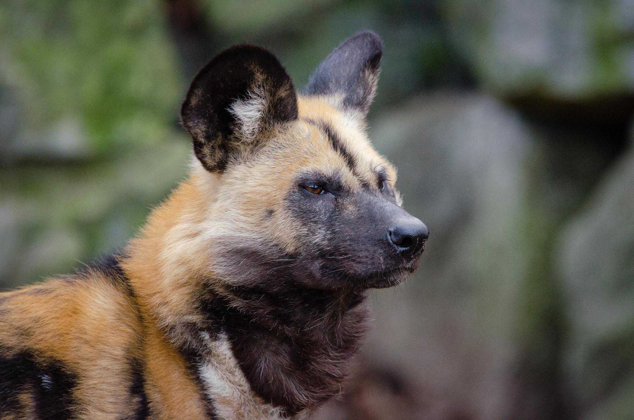 african wild dog face