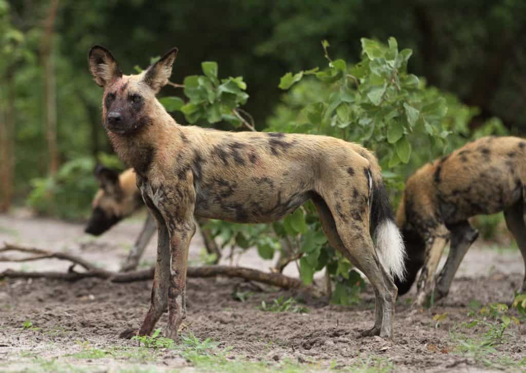 images of wild animals in africa