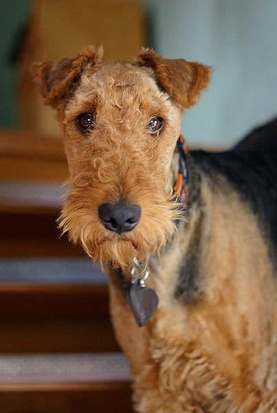 Airedale Terrier Face