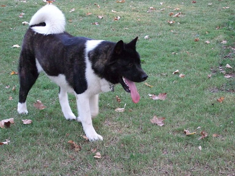 An eight-month-old black-and-white Akita Inu