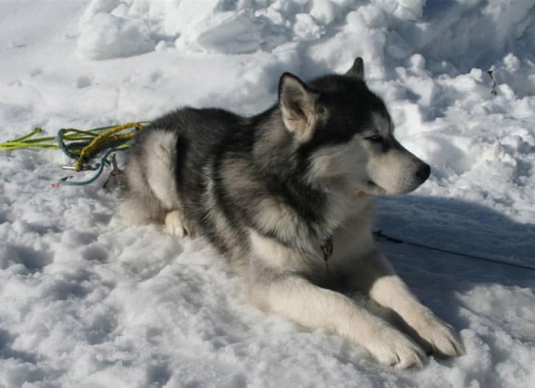 An Alaskan Malamute https://commons.wikimedia.org/wiki/File:Husky_sitting_in_snow.jpg