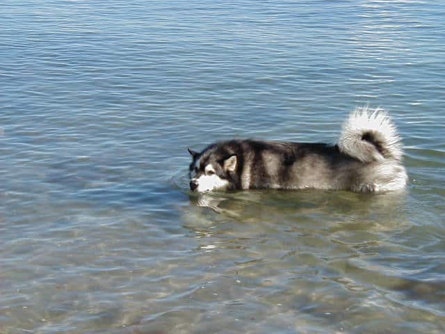 Alaskan malamute in the water