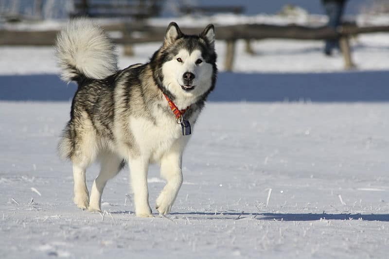 Alaskan Malamute.A dog that looks like a wolf in the snow