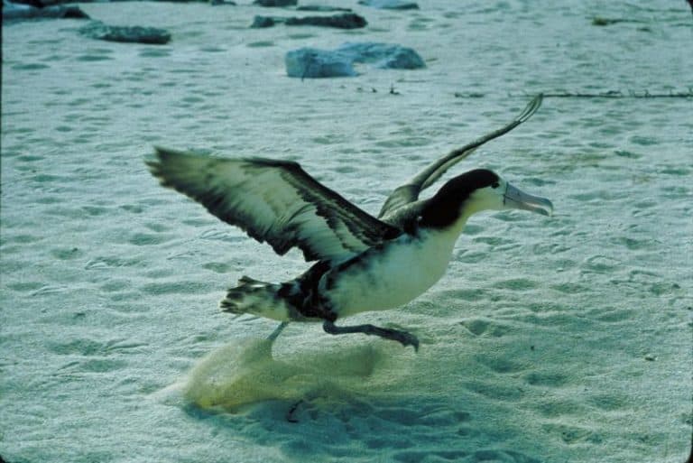 short tailed, albatross