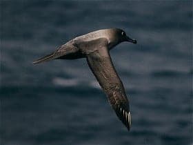 Phoebetria palpebrata English: en:Light-mantled Albatross taken by Eric van Poppel & Caroline Don (en:User:Wildlifelands uploaded with permission (given by email), from their site ( http://www.wildlifelands.com )