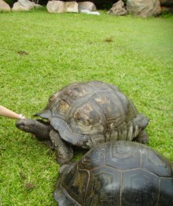Aldabra Giant Tortoise Picture