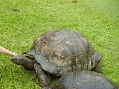 A Aldabra Giant Tortoise