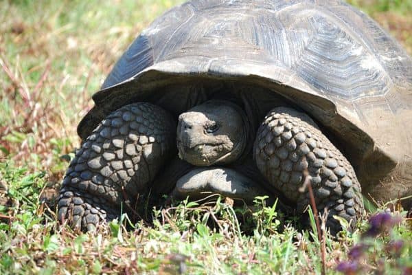 Aldabra Giant Tortoise - A-Z Animals