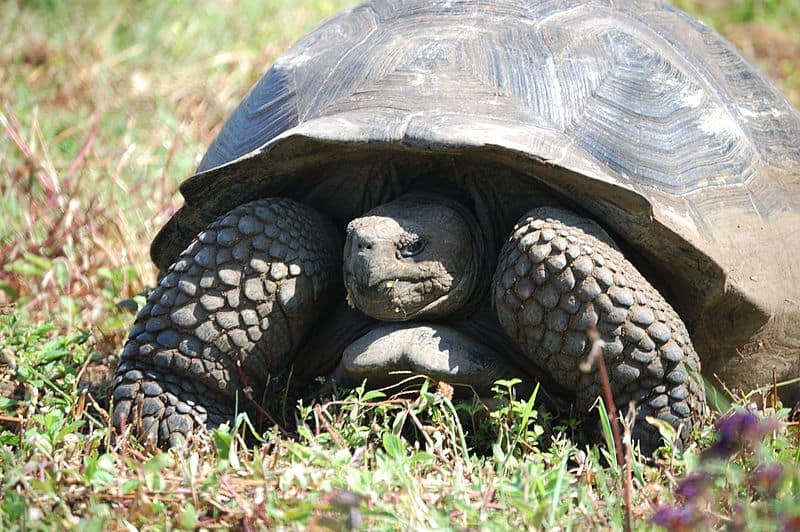 Tortue géante des Seychelles - Nature et Zoo : l'actualité des zoos