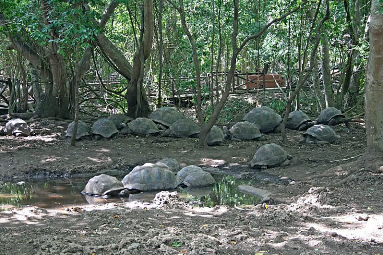 Aldabra giant tortoises on Changuu