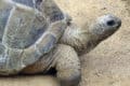 Aldabra Giant Tortoise (Geochelone gigantea) | AZAnimals.com