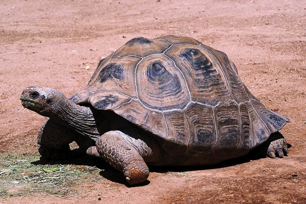 One of the largest tortoises in the world, the <a href=