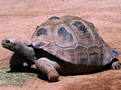 Aldabra Giant Tortoise Animal Facts | Geochelone Gigantea | AZ Animals