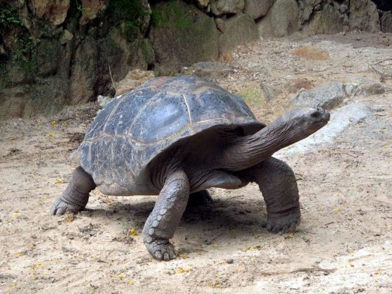 A giant Aldabra tortoise in the Mont Fleuri Botanical Gardens at Victoria, Seychelles.