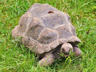 Aldabra Giant Tortoise Animal Facts | Geochelone Gigantea | AZ Animals