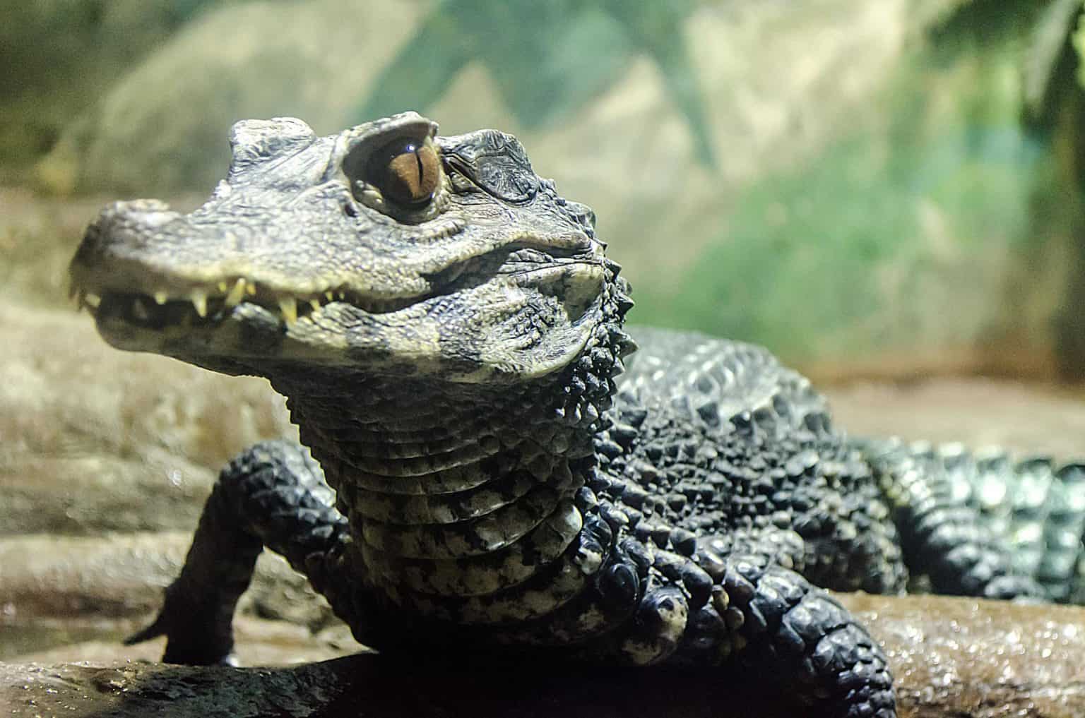 American Alligator Animal Pictures | A-Z Animals