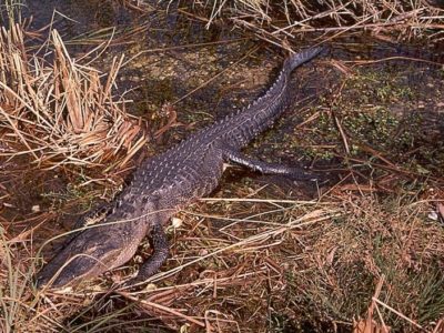 A Alligator mississippiensis