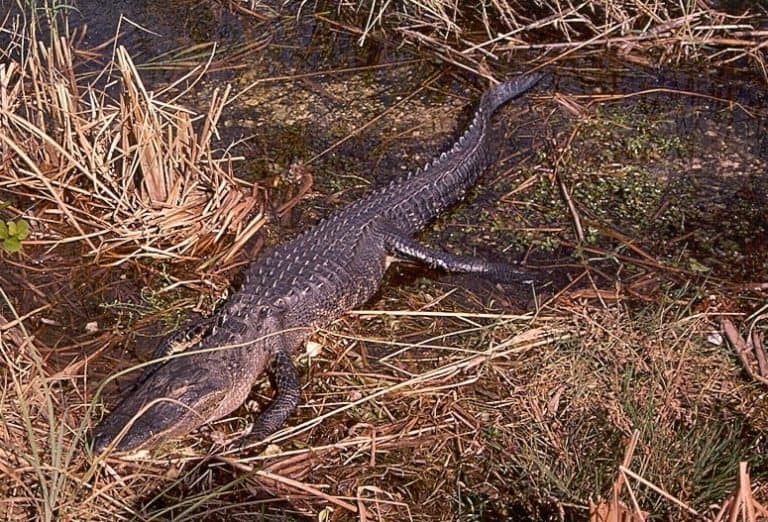 Español: Ejemplar adulto de aligátor chino Alligator sinensis, Public domain picture from U.S. Geological Survey