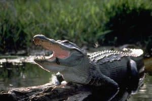 What’s the Largest Alligator You Can Find at a Zoo? Picture