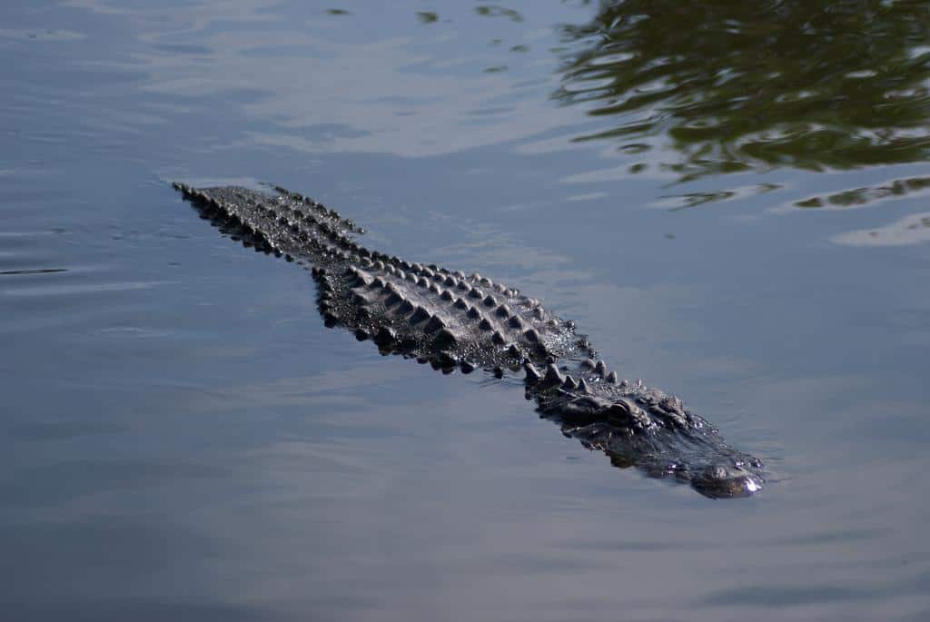 Alligator in water