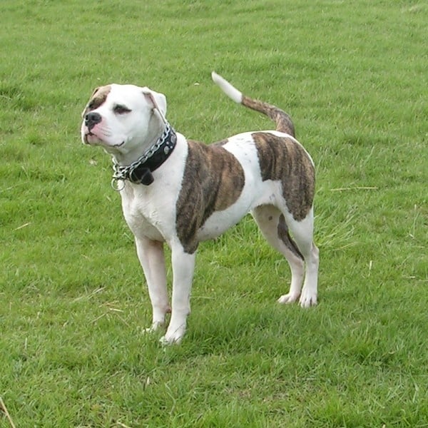 Female american hot sale bulldog