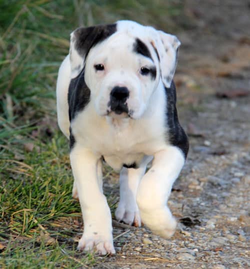 Dogo Argentino Dog Breed Complete Guide - A-Z Animals