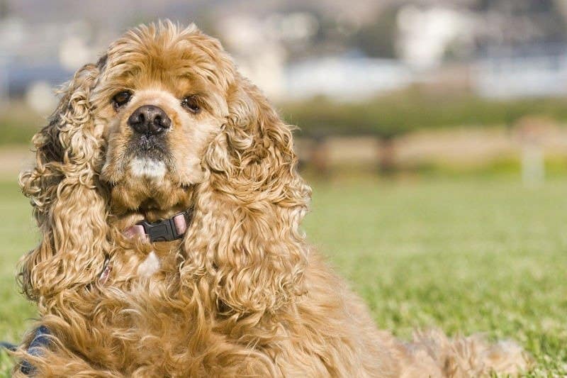 Cocker Spaniel, Dogs and Puppies Wiki