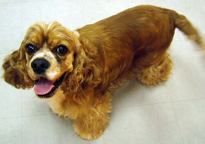 American Cocker Spaniel Dog Breed Complete Guide - A-Z Animals