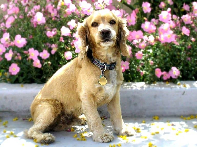 The free high-resolution photo of puppy, dog, animal, cute, canine, looking, pet, portrait, sitting, brown, mammal, flowers, spaniel, cocker spaniel, outdoors, vertebrate, adorable, dog breed, goldendoodle, cockapoo, dog like mammal, carnivoran, schnoodle, english cocker spaniel, dog crossbreeds, cavachon, american cocker spaniel https://pxhere.com/en/photo/732823