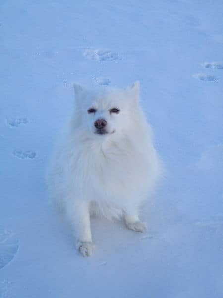 are american eskimo dogs okay in warm weather