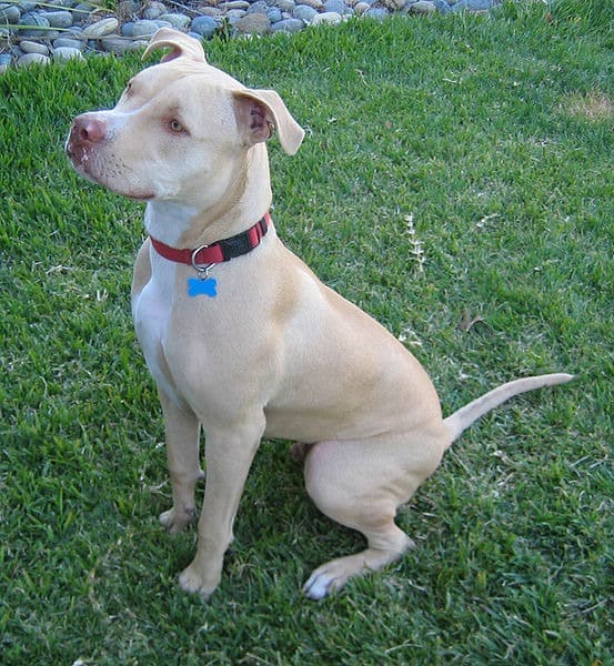 Dog Leash, Adopt Me! Wiki