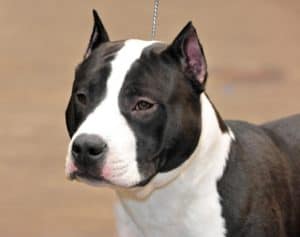 American Staffordshire Terrier Progression: Growth Chart, Milestones, and Training Tips Picture