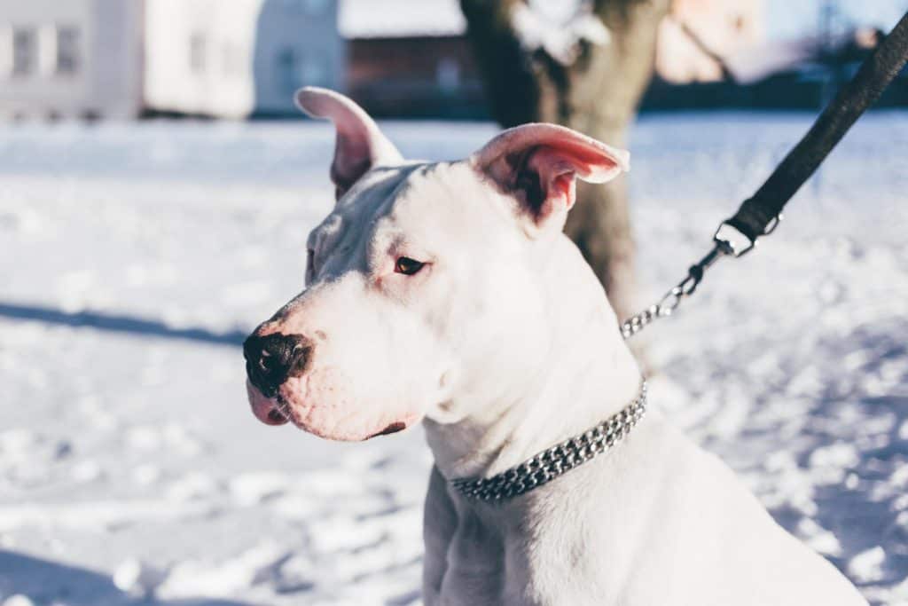 American staffordshire terrier Get more free Winter photos on freestocks.org