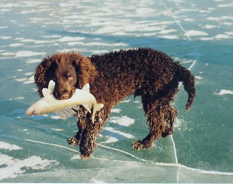 American Water Spaniel with a fish in its mouth