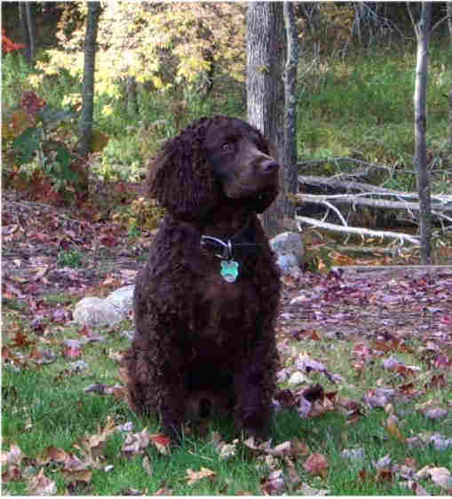 American Water Spaniel seated outside
