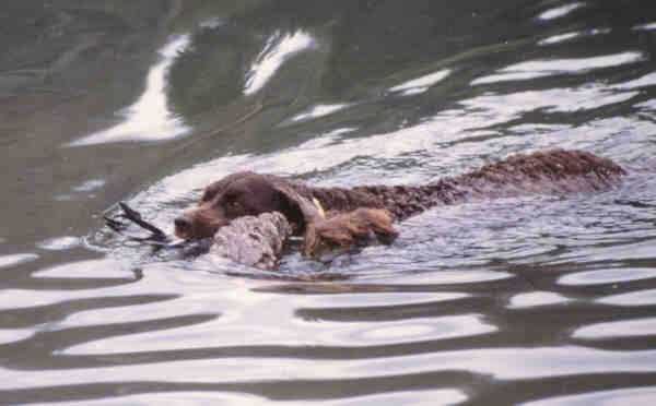 American Water Spaniel swimming in the water
