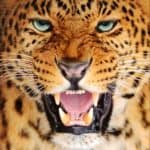 Amur leopard