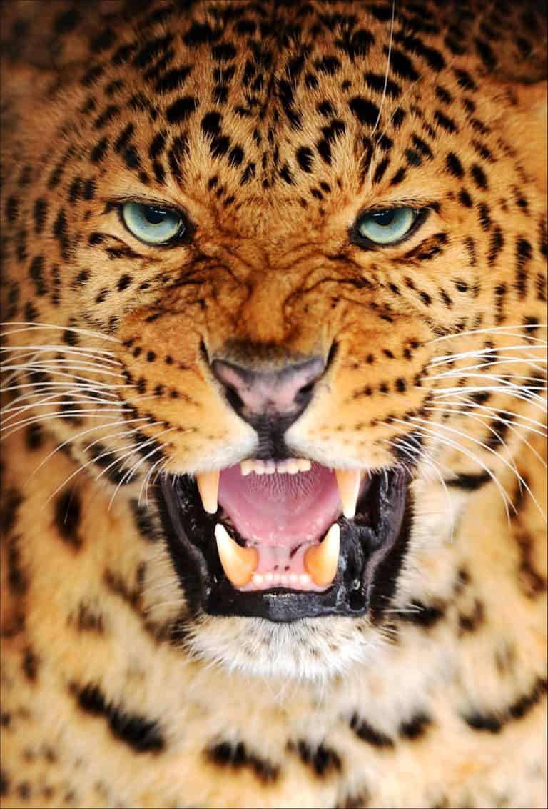 Amur Leopard Pictures - AZ Animals