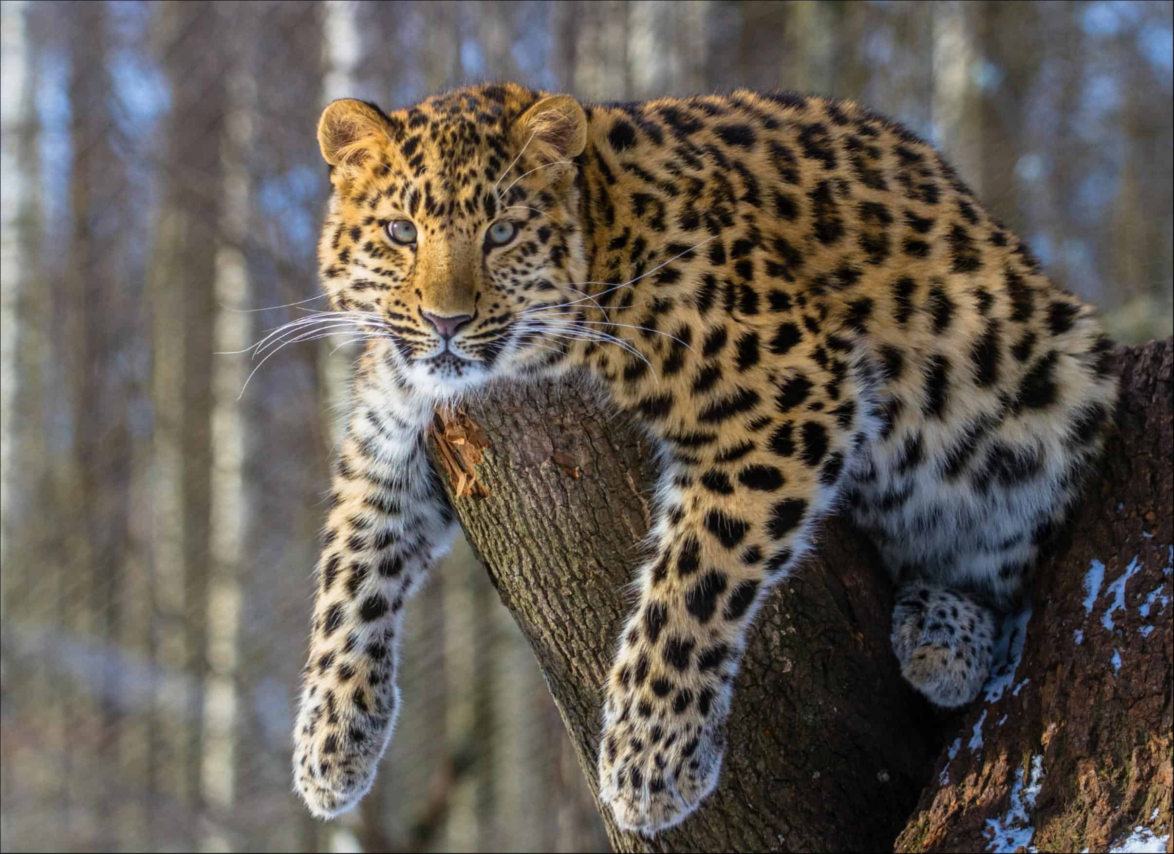 Steckbrief Leopard