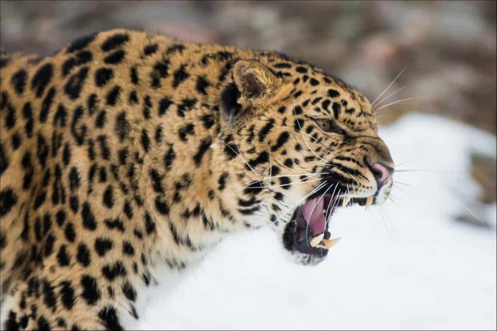 Discover How The Amur Leopard Became Endangered - A-Z Animals