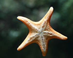 Starfish Teeth: Do Starfish Have Teeth? Picture