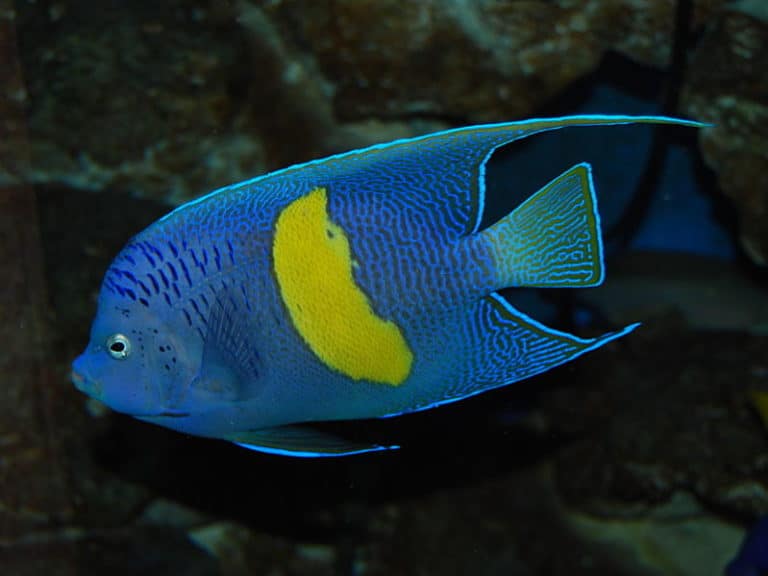 Yellowbar angelfish