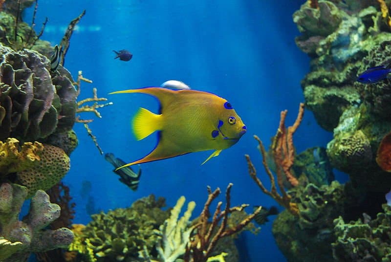 Queen angelfish (Holacanthus ciliaris, also called Blue angelfish) is a species of marine angelfish (Pomacanthidae). The specimen on the picture is photographed in an aquarium in Barcelona, Spain